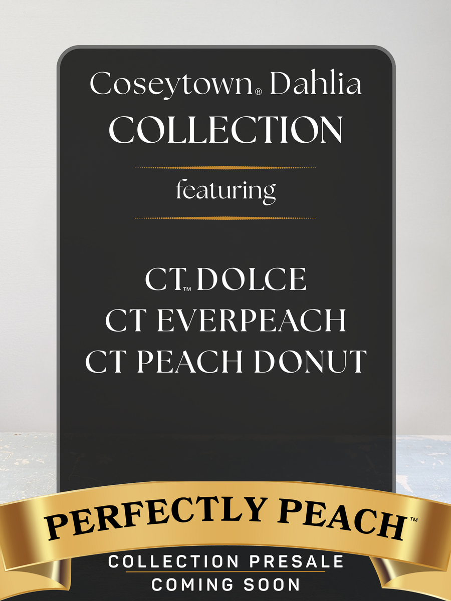 Perfectly Peach™ Dahlia Collection