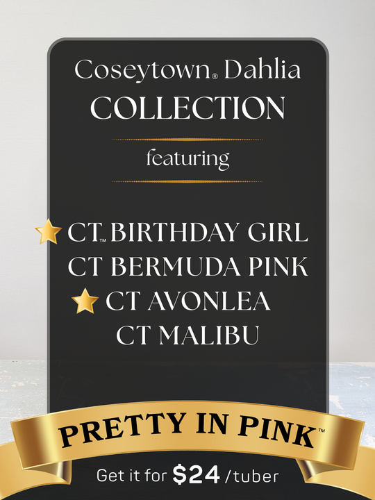 Pretty in Pink™ Dahlia Collection