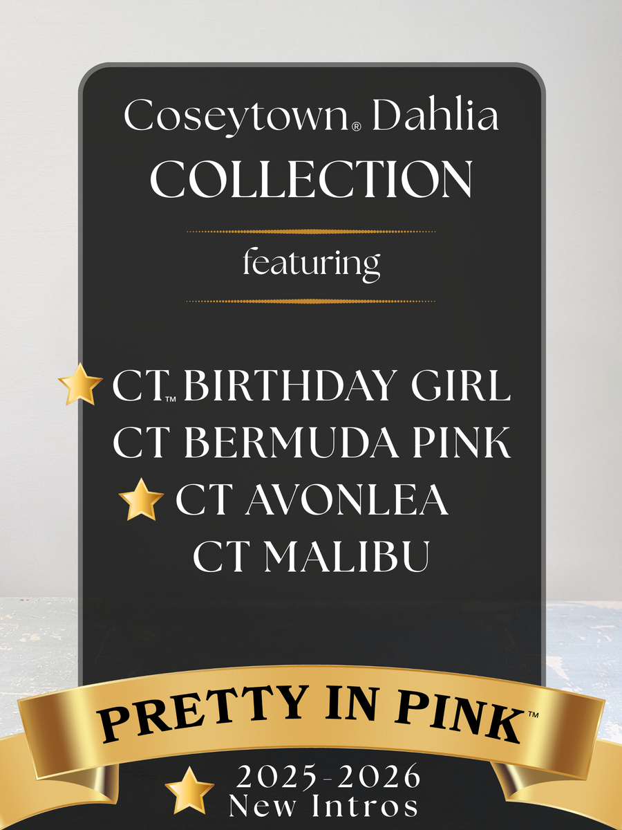 Pretty in Pink™ Dahlia Collection