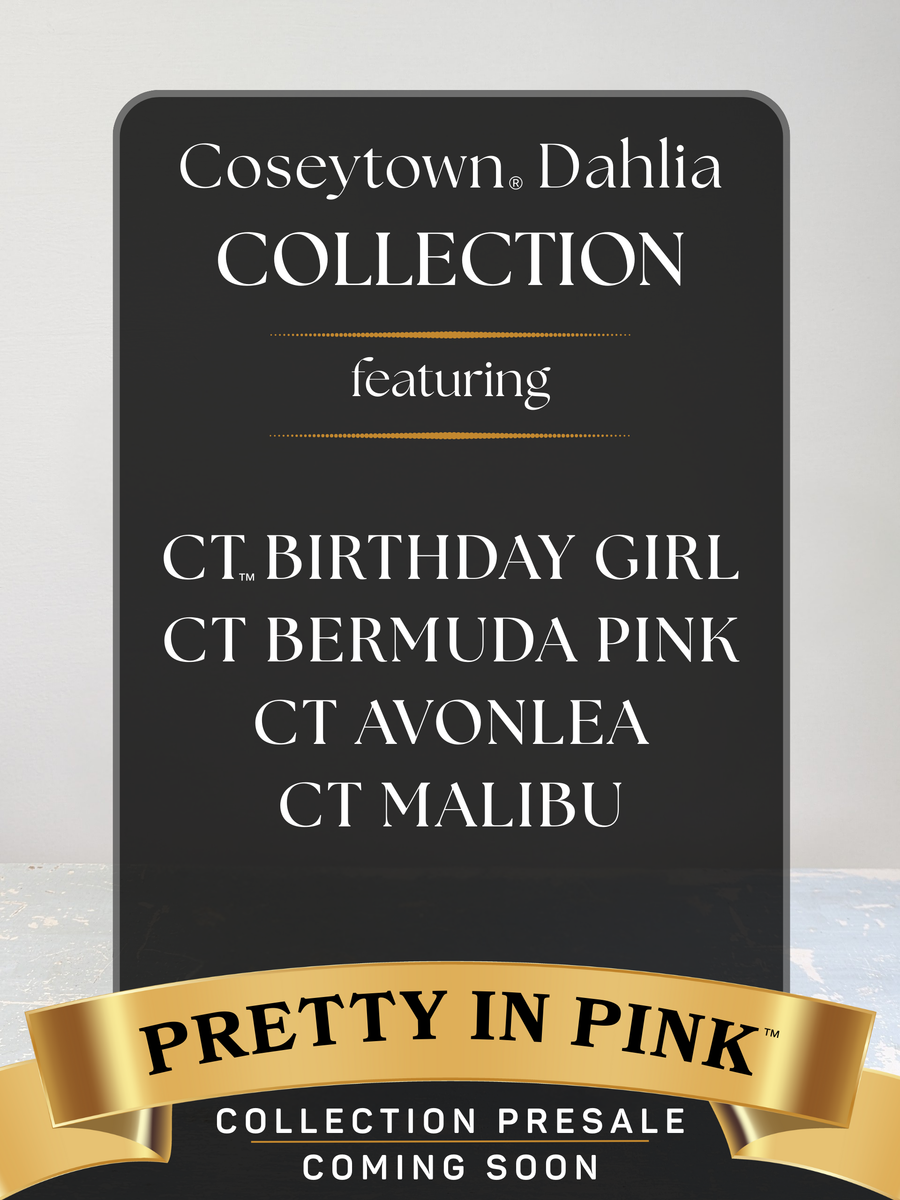 Pretty in Pink™ Dahlia Collection