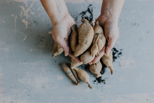 CT™ Grab Bag - FOUR Dahlia Tubers