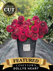 Coseytown® Dollys Heart