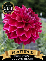 Coseytown® Dollys Heart