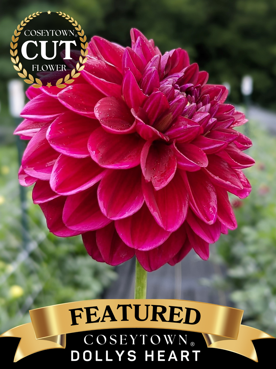 Coseytown® Dollys Heart