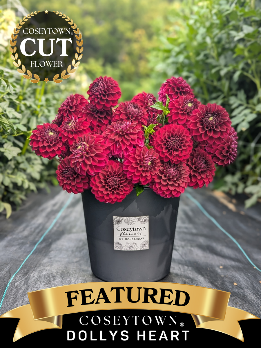 Coseytown® Dollys Heart