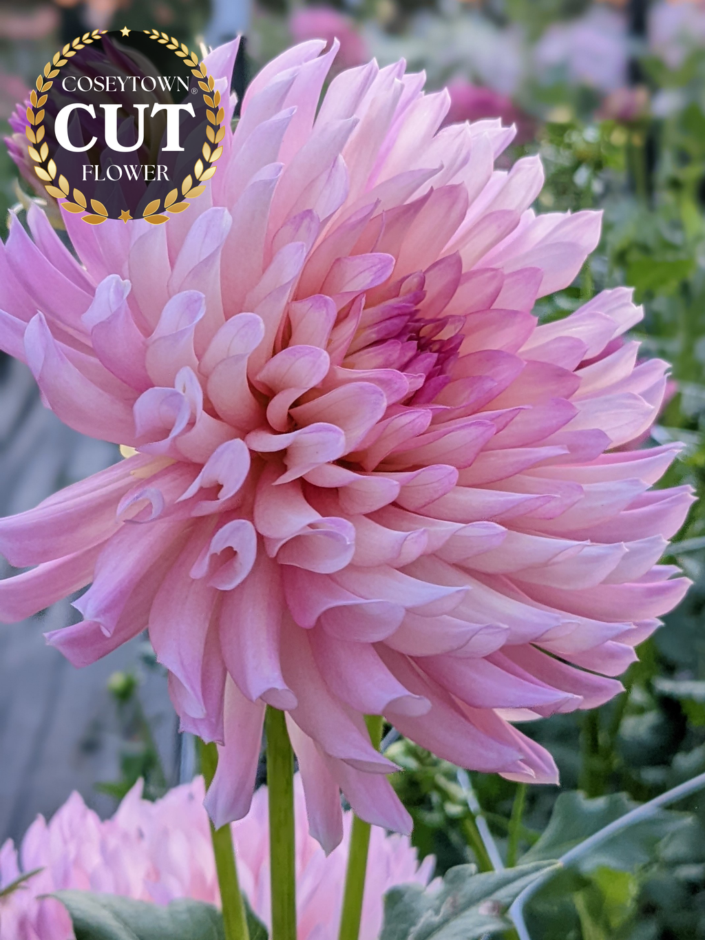 DRT タイニークラッシュLow DAHLIA Coseytown® Good Night | Cut Flower Dahlia Tubers – Coseytown
