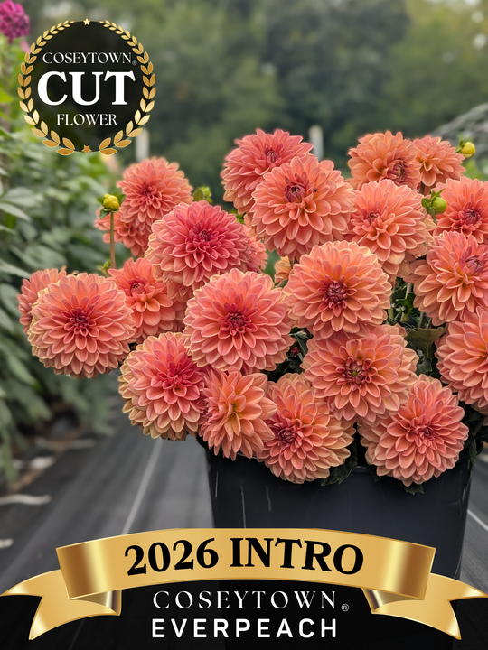 Coseytown® EverPeach