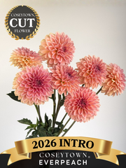 Coseytown® EverPeach