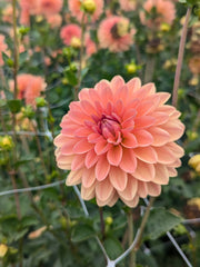 Coseytown® EverPeach