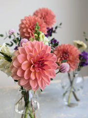 Coseytown® EverPeach