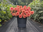 Coseytown® EverPeach