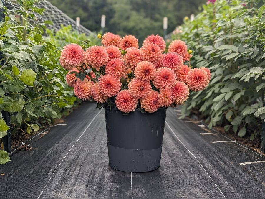 Coseytown® EverPeach