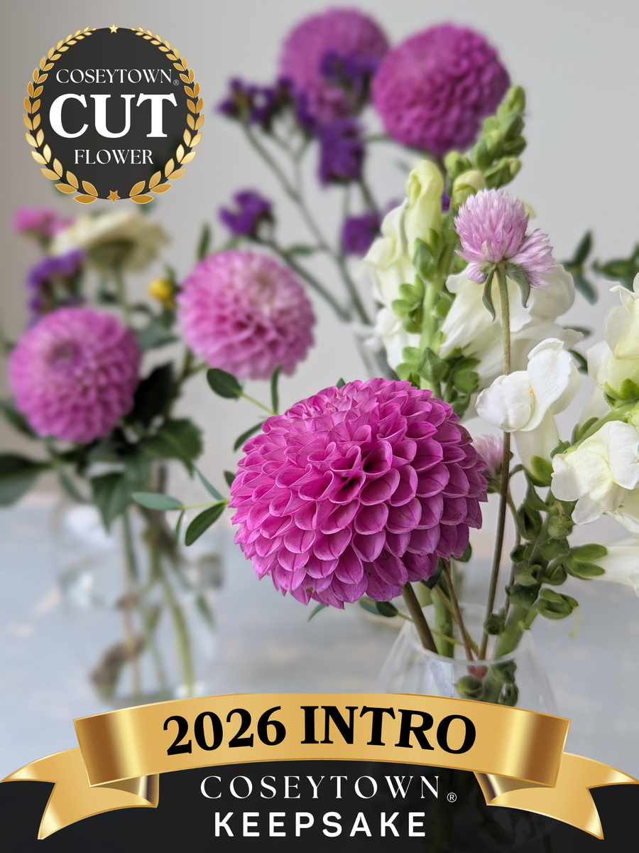 Coseytown® Keepsake