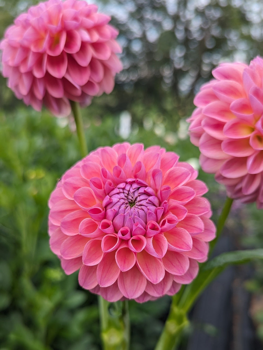 Coseytown™ Malibu | Cut Flower Dahlia Tubers – Coseytown Flowers