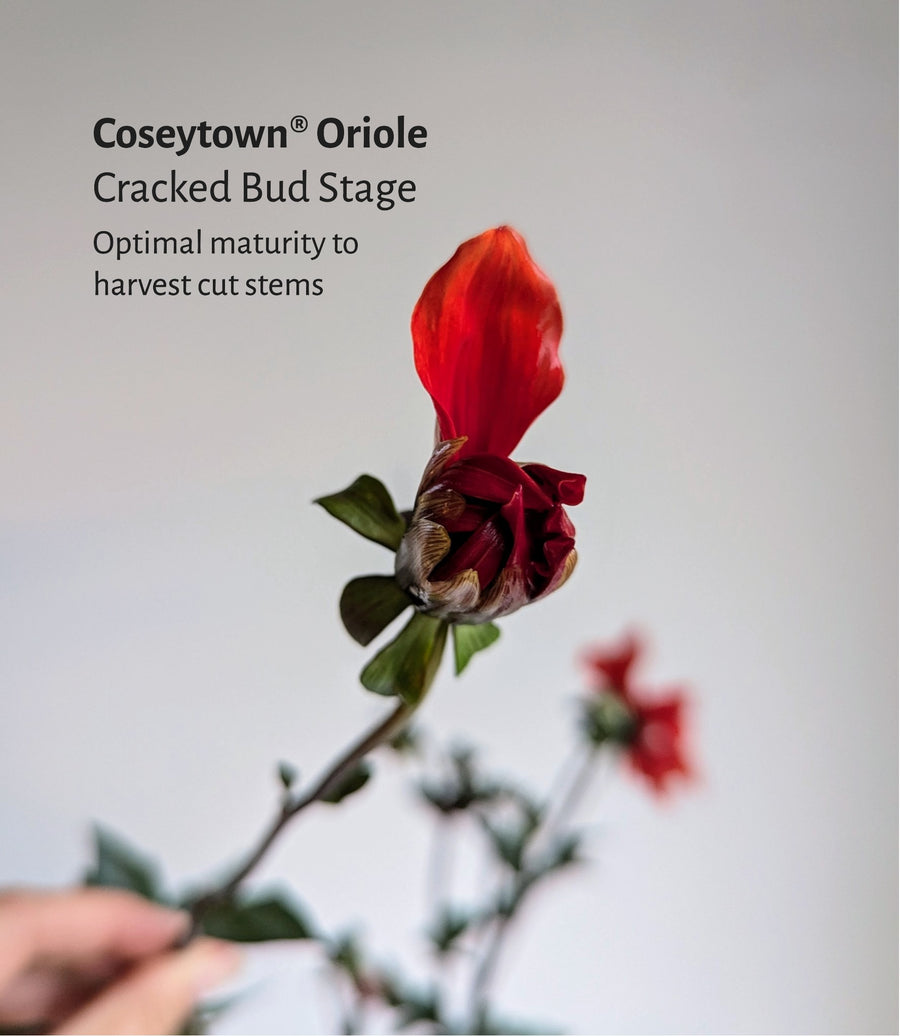 Coseytown® Oriole