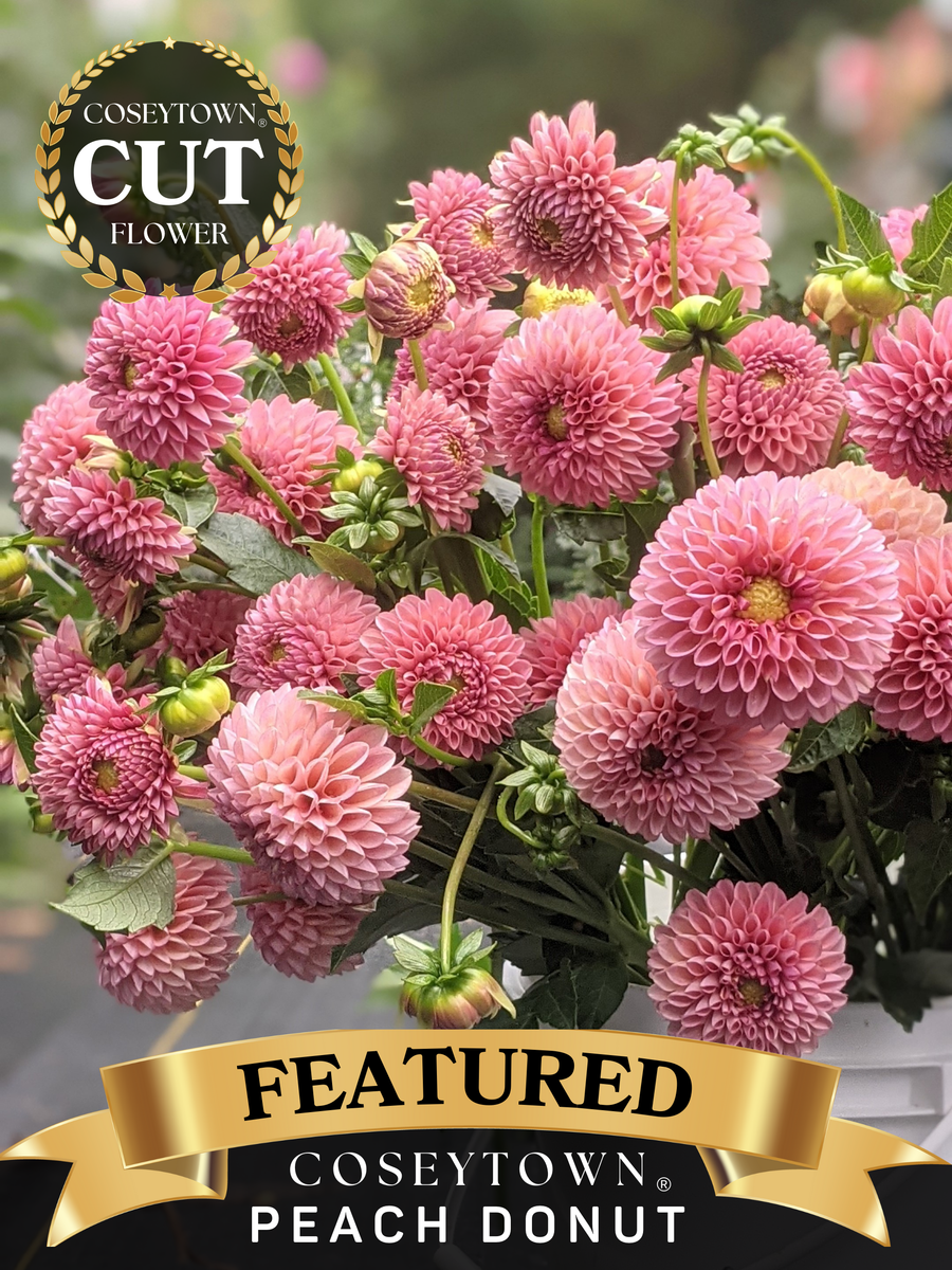 Coseytown® Peach Donut