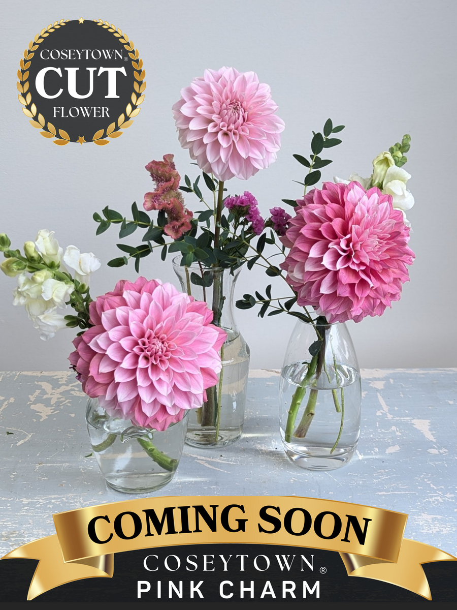 Coseytown® Pink Charm