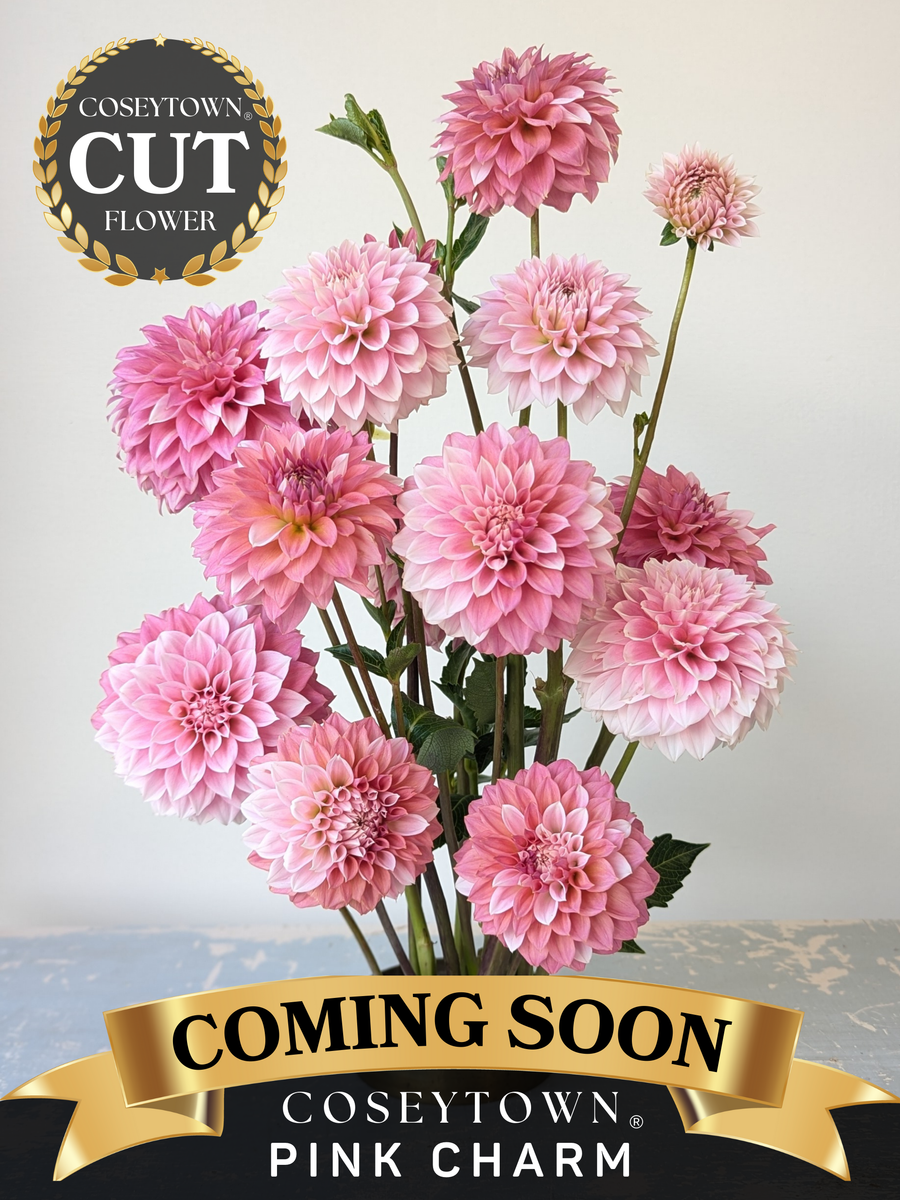 Coseytown® Pink Charm