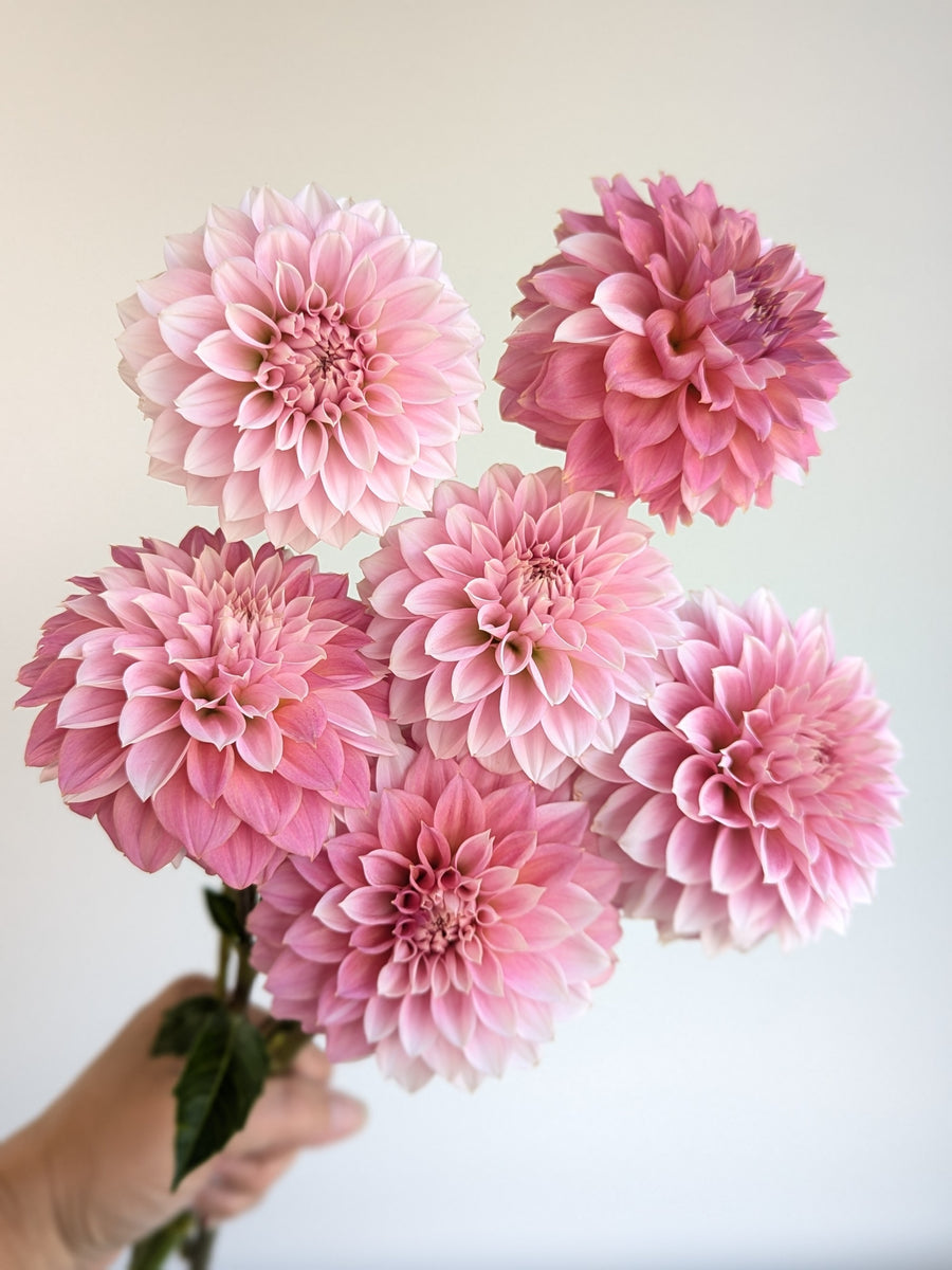 Coseytown® Pink Charm