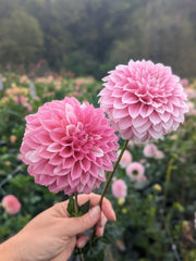 Coseytown® Pink Charm