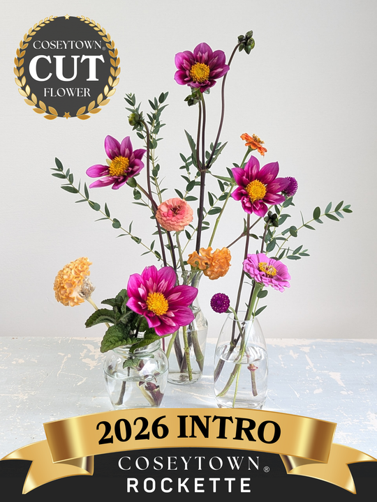 Coseytown® Rockette