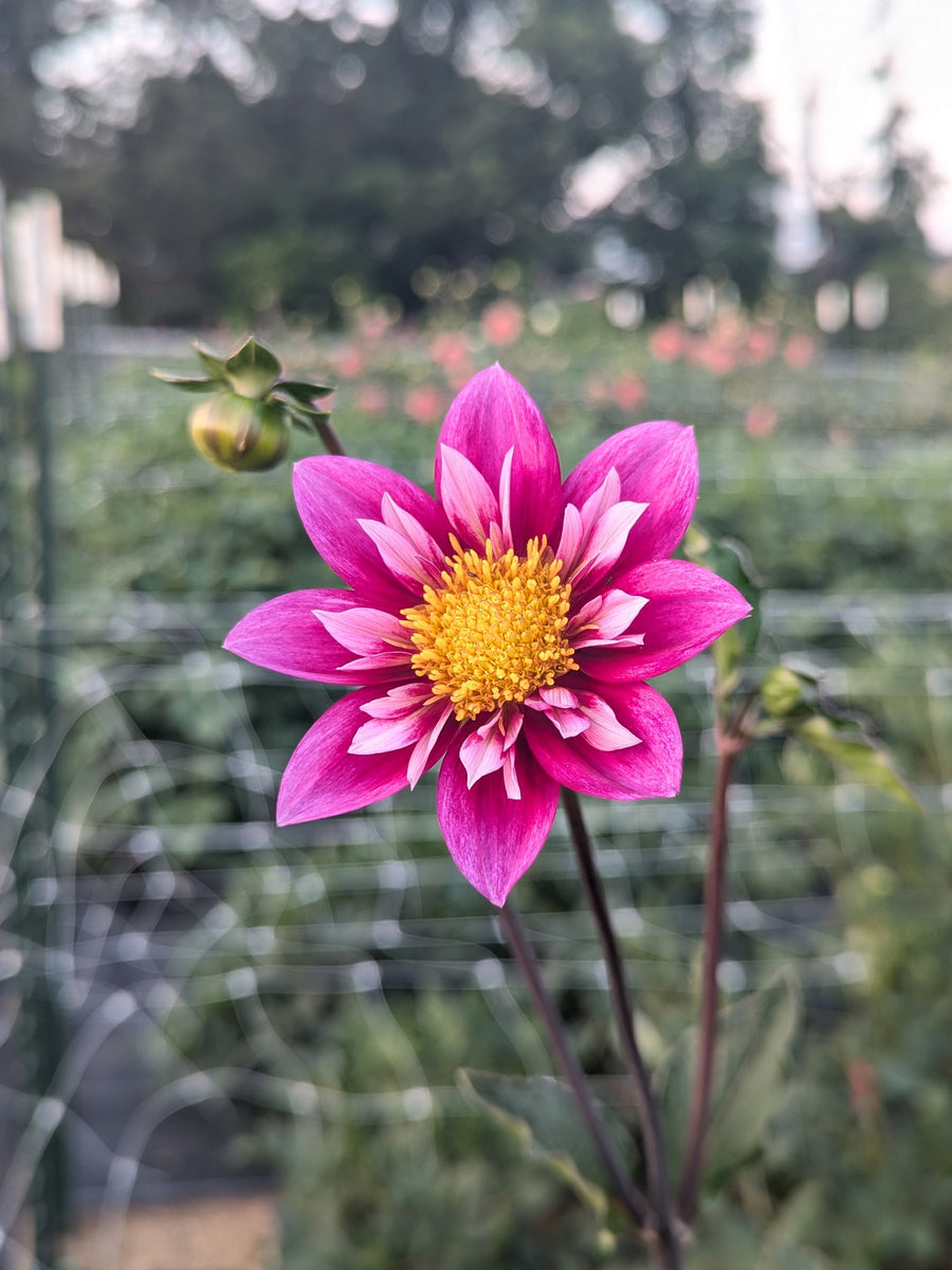 Coseytown® Rockette