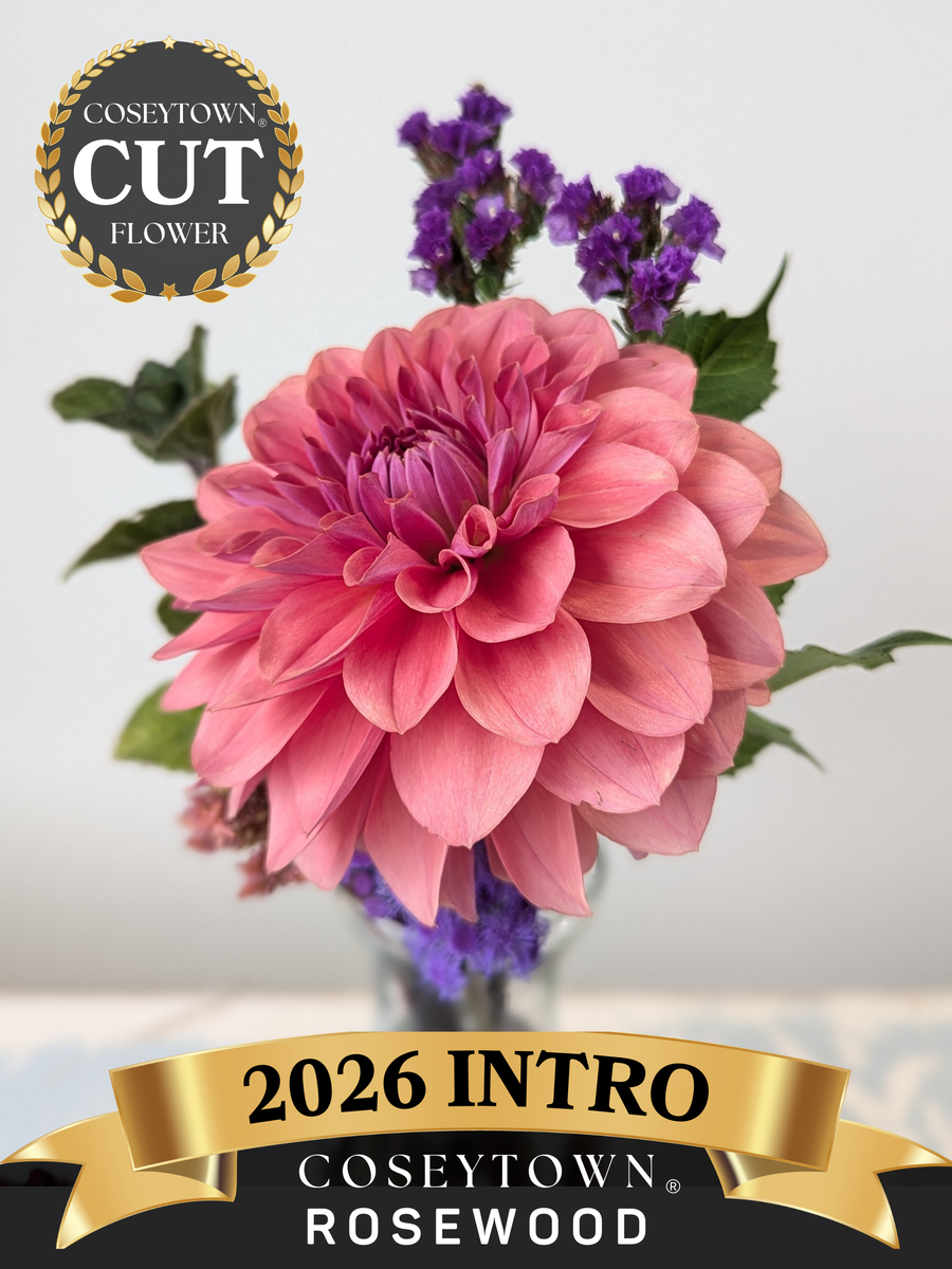 Coseytown® Rosewood