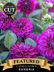 Coseytown® Sangria