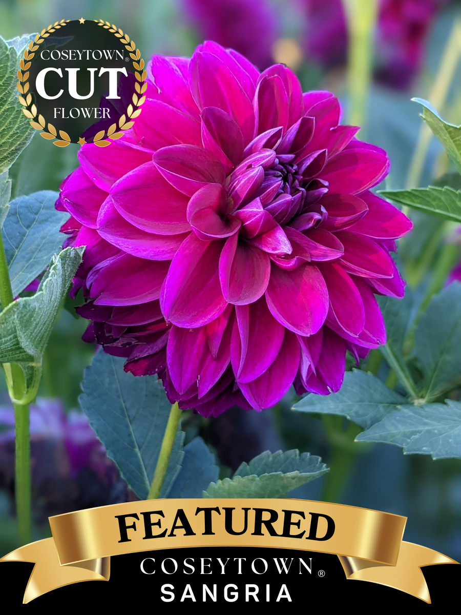 Coseytown® Sangria
