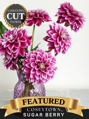 Coseytown® Sugar Berry