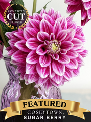 Coseytown® Sugar Berry