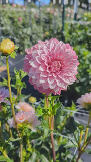 Coseytown® Pink Charm