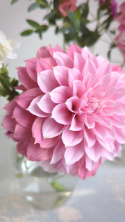 Coseytown® Pink Charm