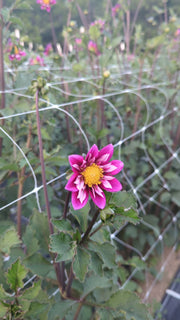 Coseytown® Rockette