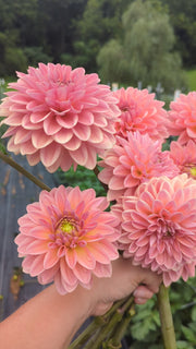 Coseytown® EverPeach