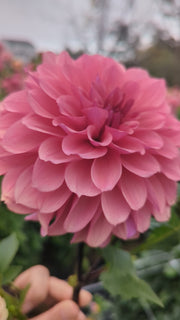 Coseytown® Rosewood