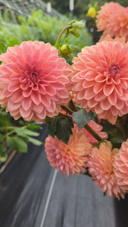 Coseytown® EverPeach