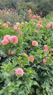 Coseytown® Birthday Girl