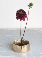Aubergine