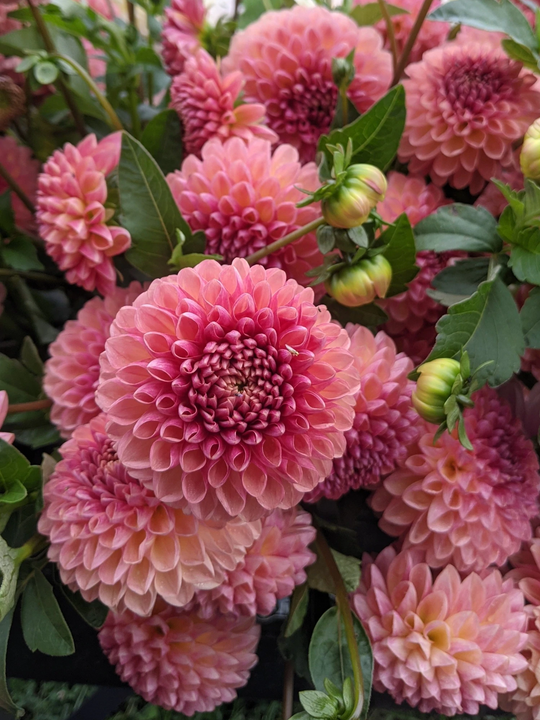 Coseytown™ Bounty | Cut Flower Dahlia Tubers – Coseytown Flowers