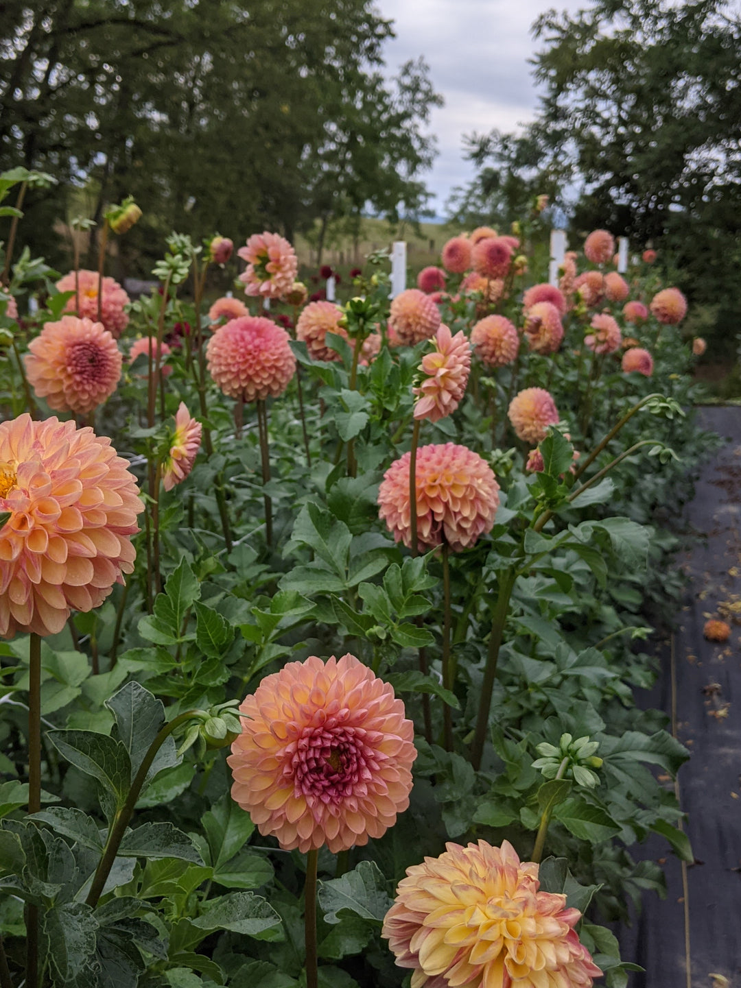 Coseytown™ Bounty | Cut Flower Dahlia Tubers – Coseytown Flowers