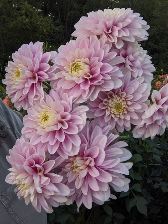 Coseytown® Kay | Cut Flower Dahlia Tubers – Coseytown Flowers