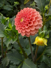 Rose Toscano