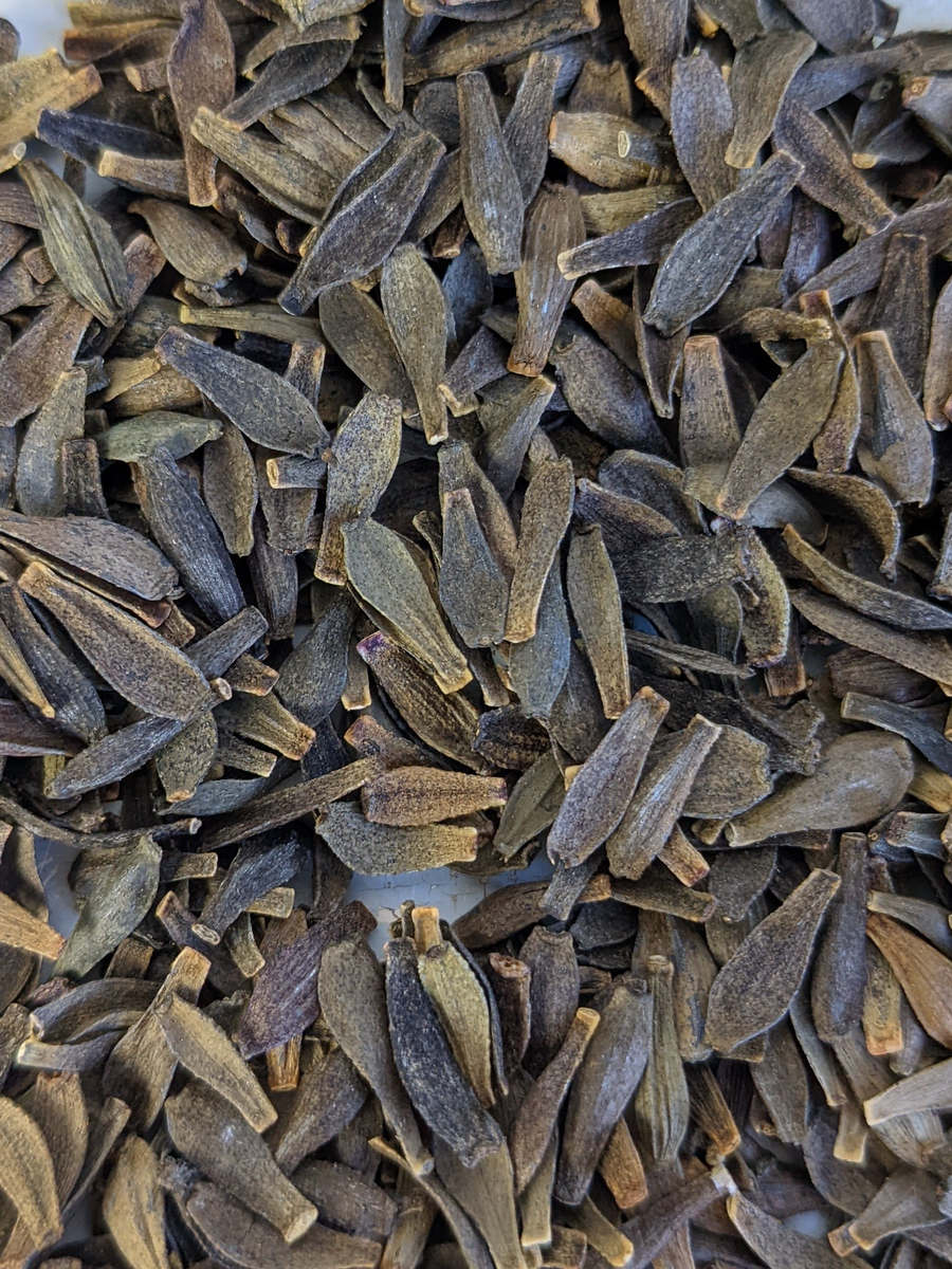 dahlia seed Premium Dahlia Seed