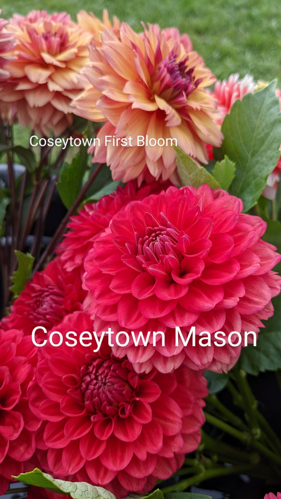 Coseytown Mason