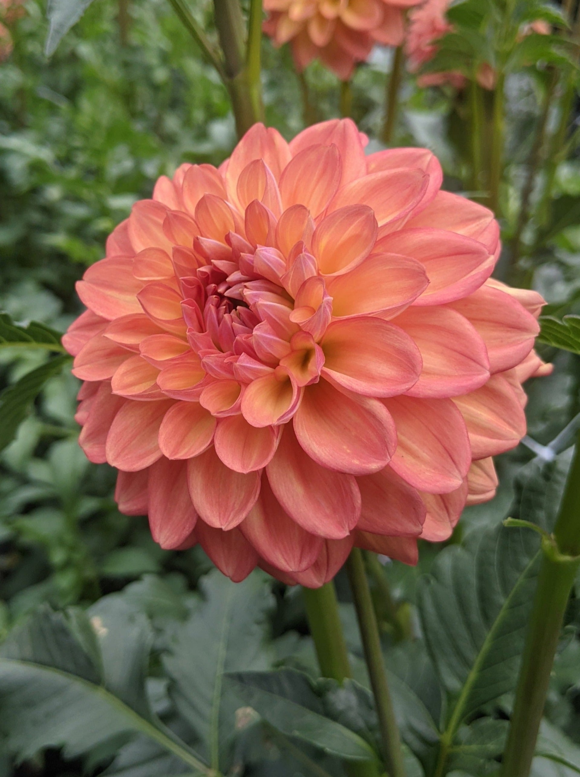 Coseytown | WE ∙ DO ∙ DAHLIAS | Cut Flower Dahlias | Flowers ...